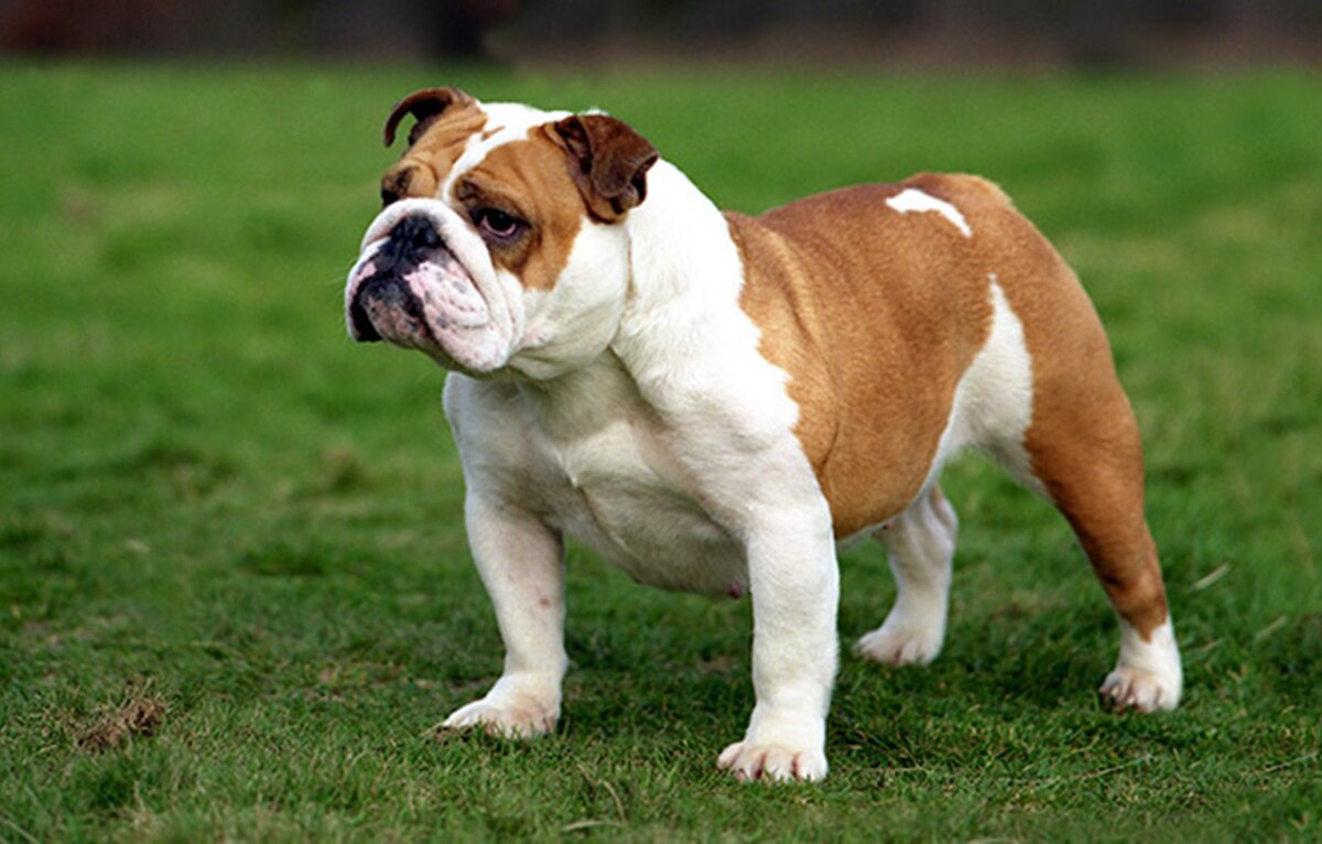 1200px-Bulldog_inglese.jpg