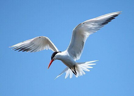 440px-Elegant_Tern_Bolsa_Chica.jpg