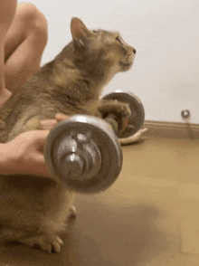 tole-tole-mei-mei.gif