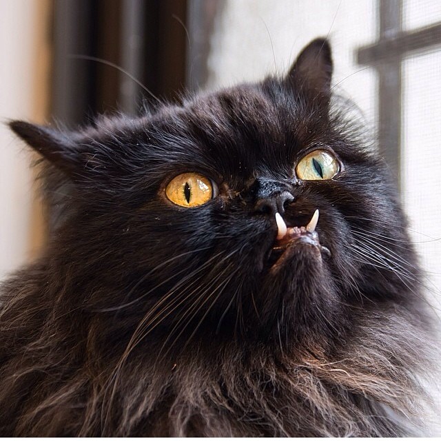 rescue-cat-princess-monster-truck-26.jpg