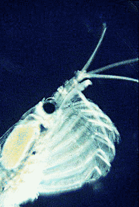 Filterkrillkils2.gif