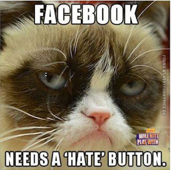 1277373994-funny-cat-pics-grumpy-about-facebook.jpg
