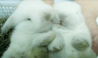 bunny GIF