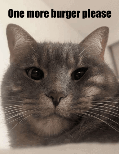 burger-cat.png