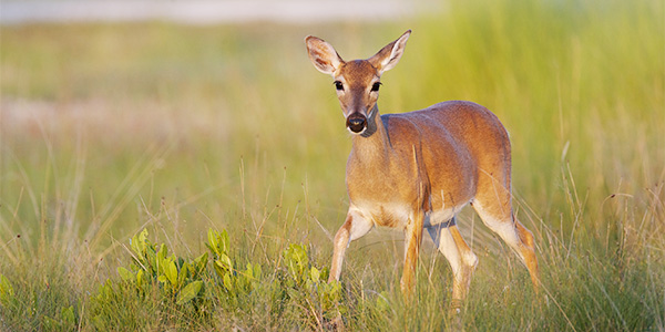 mammal_key-deer_600x300.ashx