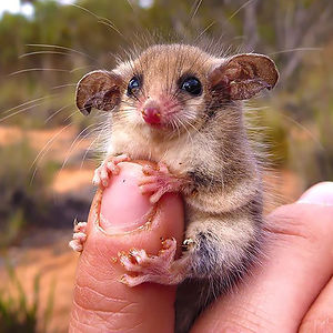 cute-possums-24__300.jpg