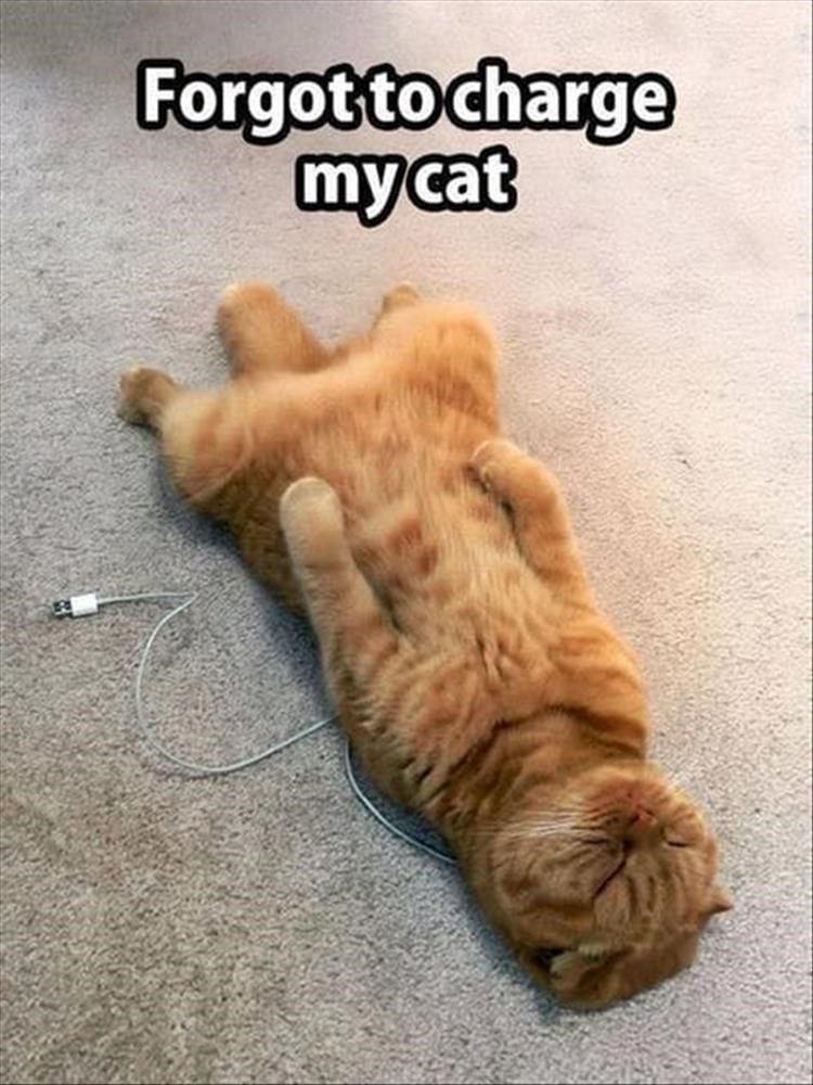 caturday-meme-about-a-cat-running-out-of-battery