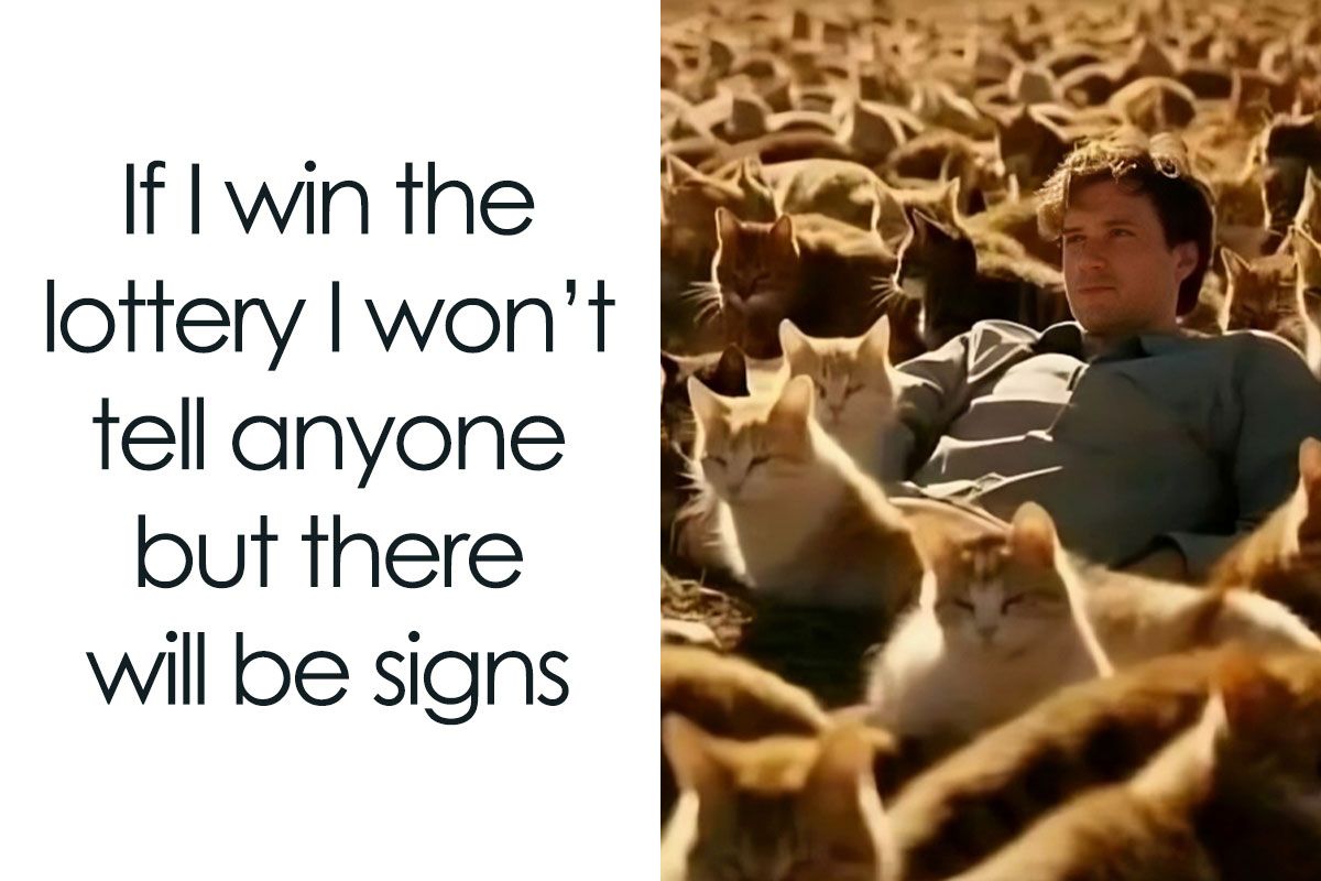 cat-memes-catsweek-cover_800.jpg