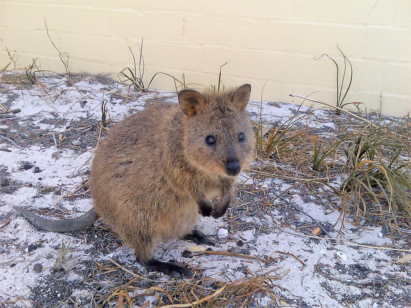 Quokka_Rottnest_Island_2008.jpg