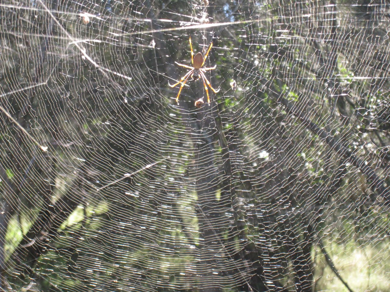 orbweaver.jpg