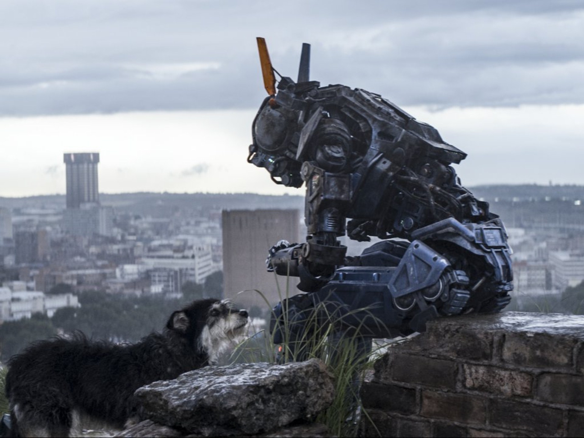 chappie-dog-movie-2015-wallpaper.jpg