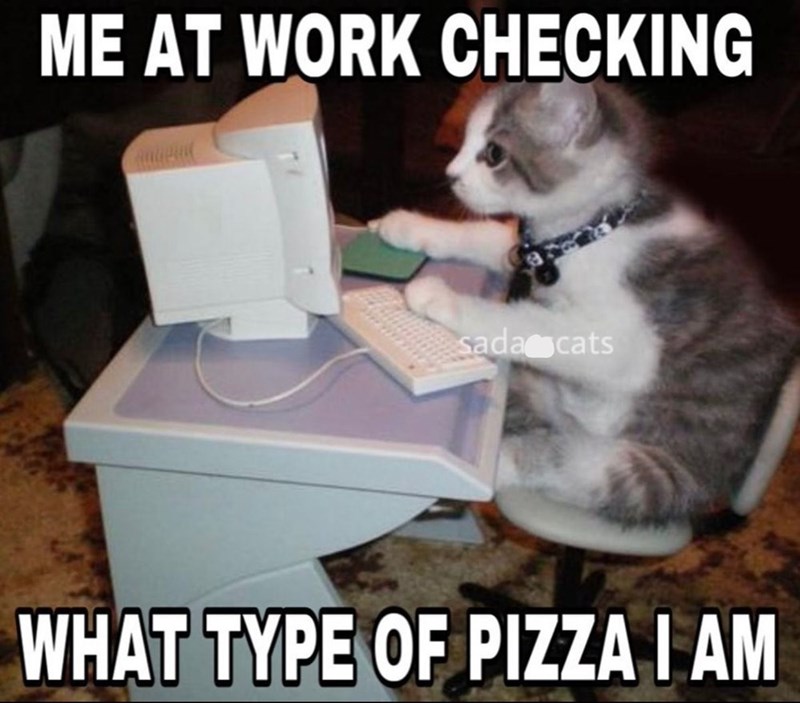 at-work-checking-sada-cats-type-pizza-am