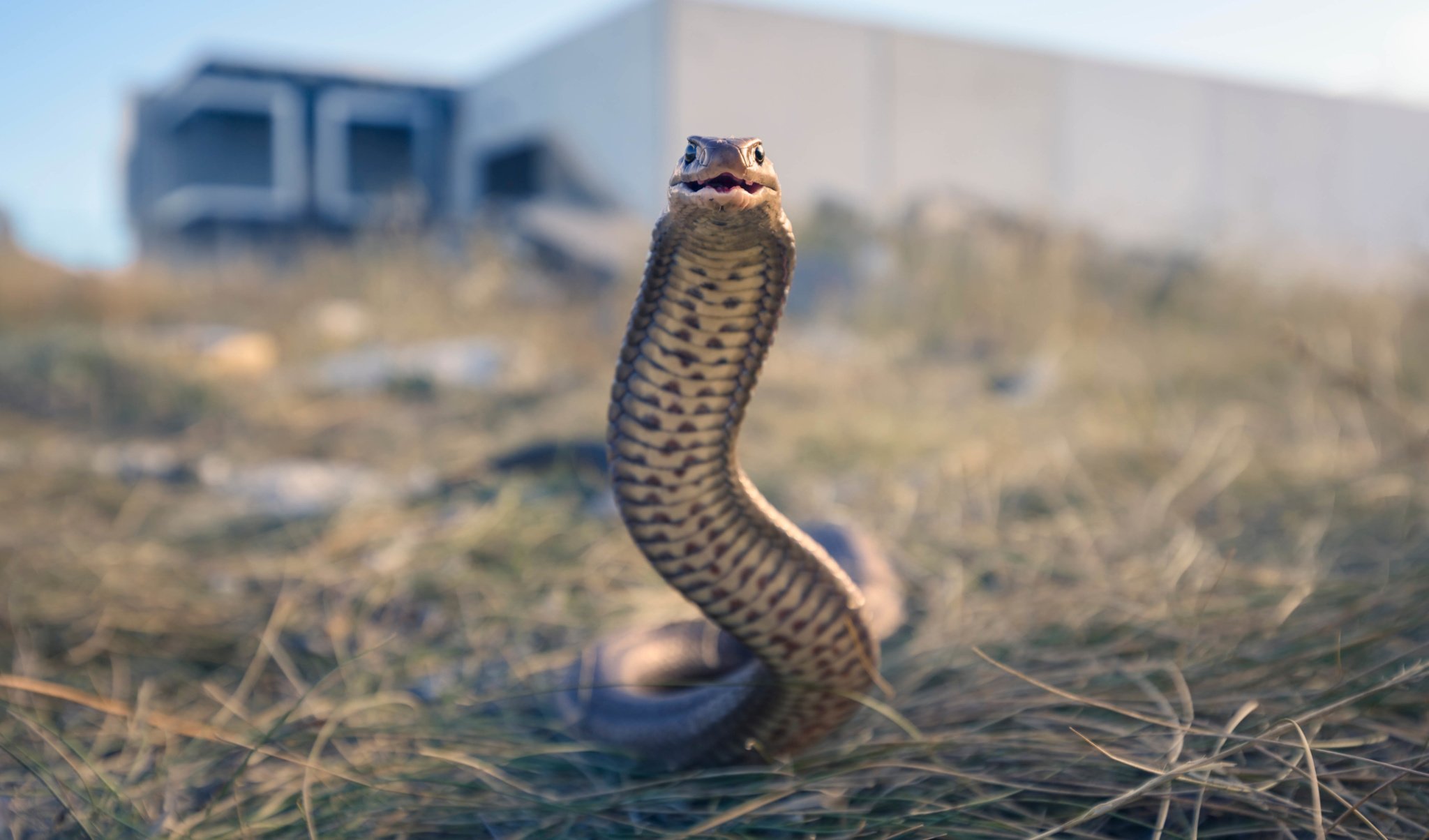 www.australiangeographic.com.au