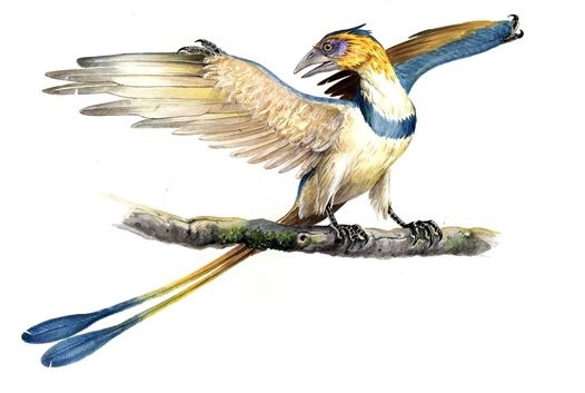 Confuciusornis_big_0e3a.jpg