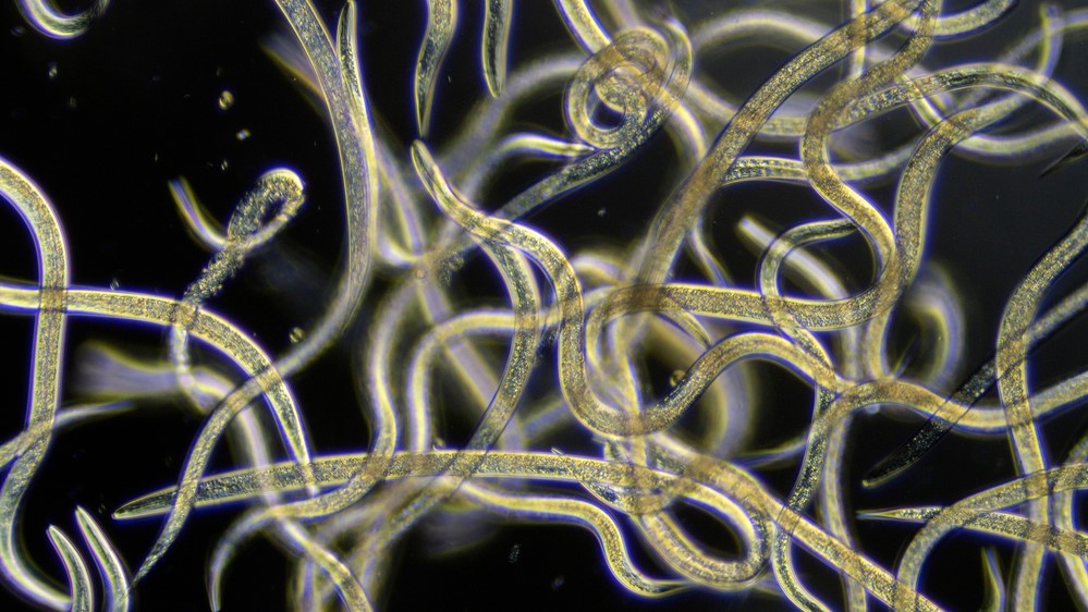 www.livescience.com