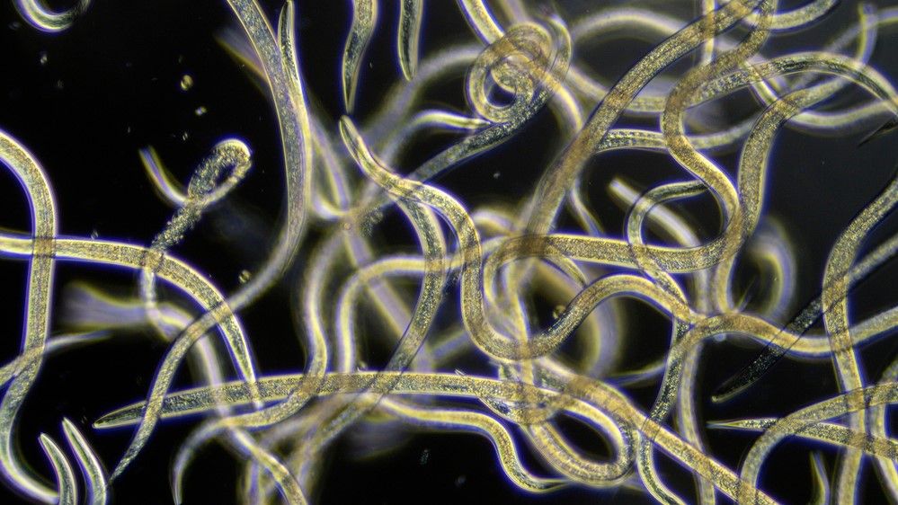 www.livescience.com