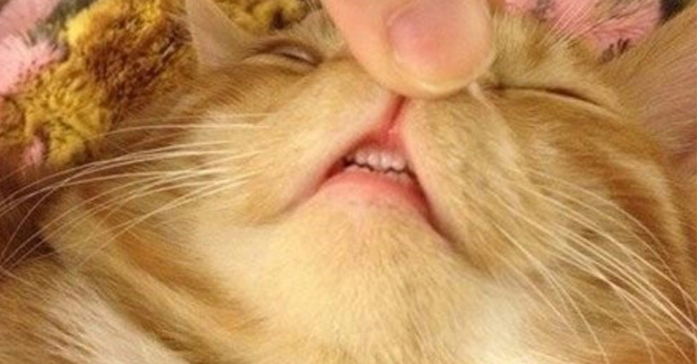 teefies3.jpg