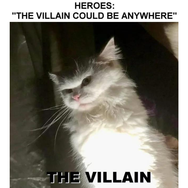 Cat-Memes-10-24495.png