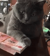 cats-funny.gif