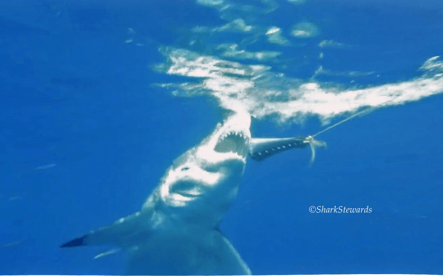 sharkstewards.org
