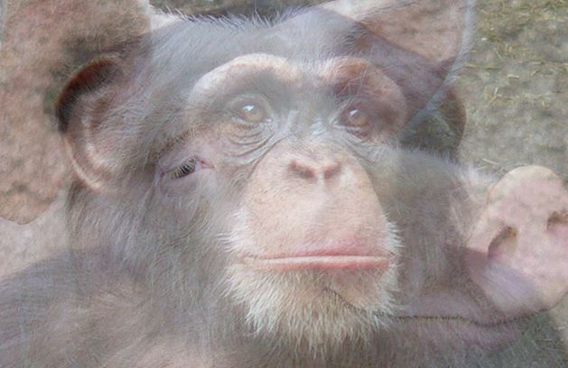 www.macroevolution.net