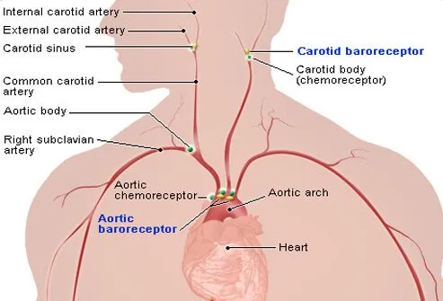 Illustration of Baroreceptors