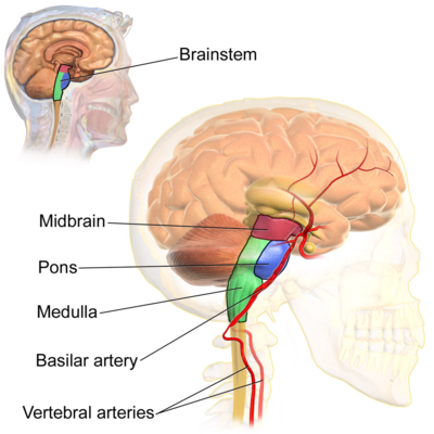 400px-BrainstemAnatomy.png