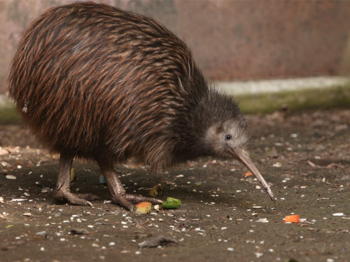 kiwi-bird-not-going-extinct.jpg