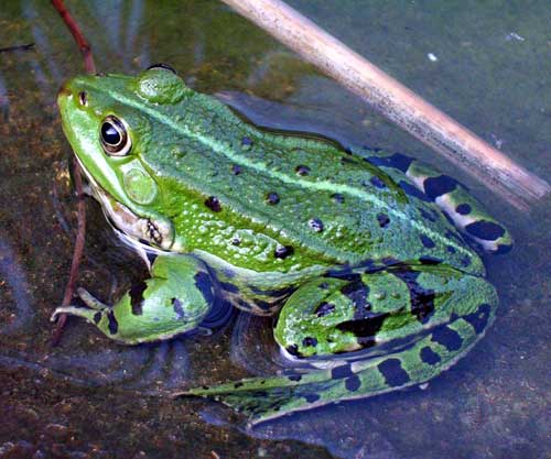 Edible-frog.Rana-kl-esculenta.Grenouille-verte.France.jpg