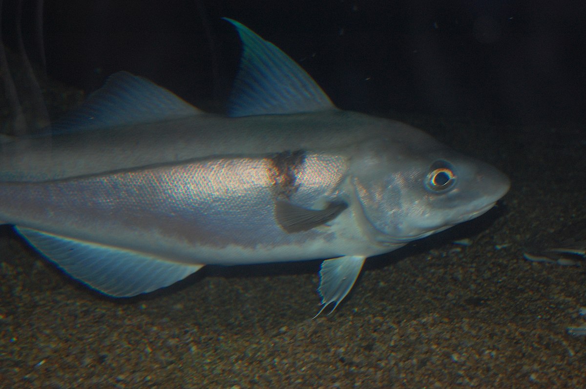 1200px-Haddock%2C_Boston_Aquarium.JPG