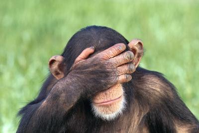 Chimpanzee Covering Eyes with Hand' Photographic Print - DLILLC | Art.com