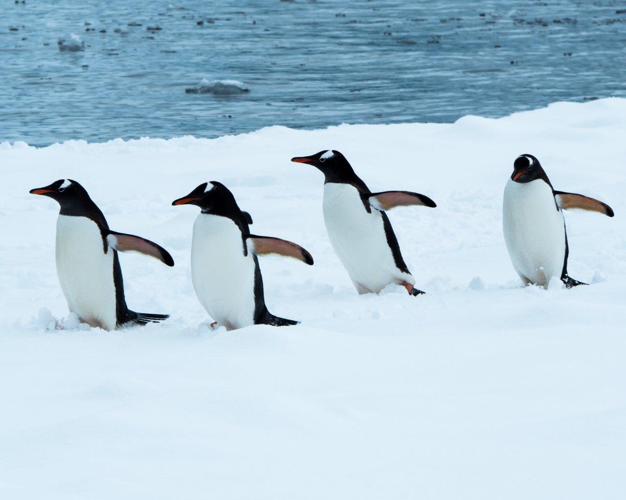 March-of-the-Penguins.jpg