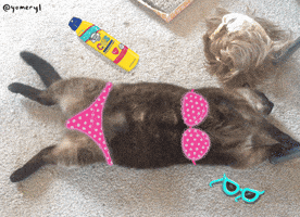 sunbathing fat cat GIF by YoMeryl