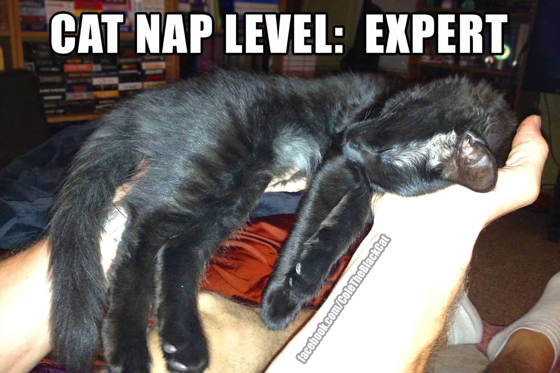 catnap-level.jpg