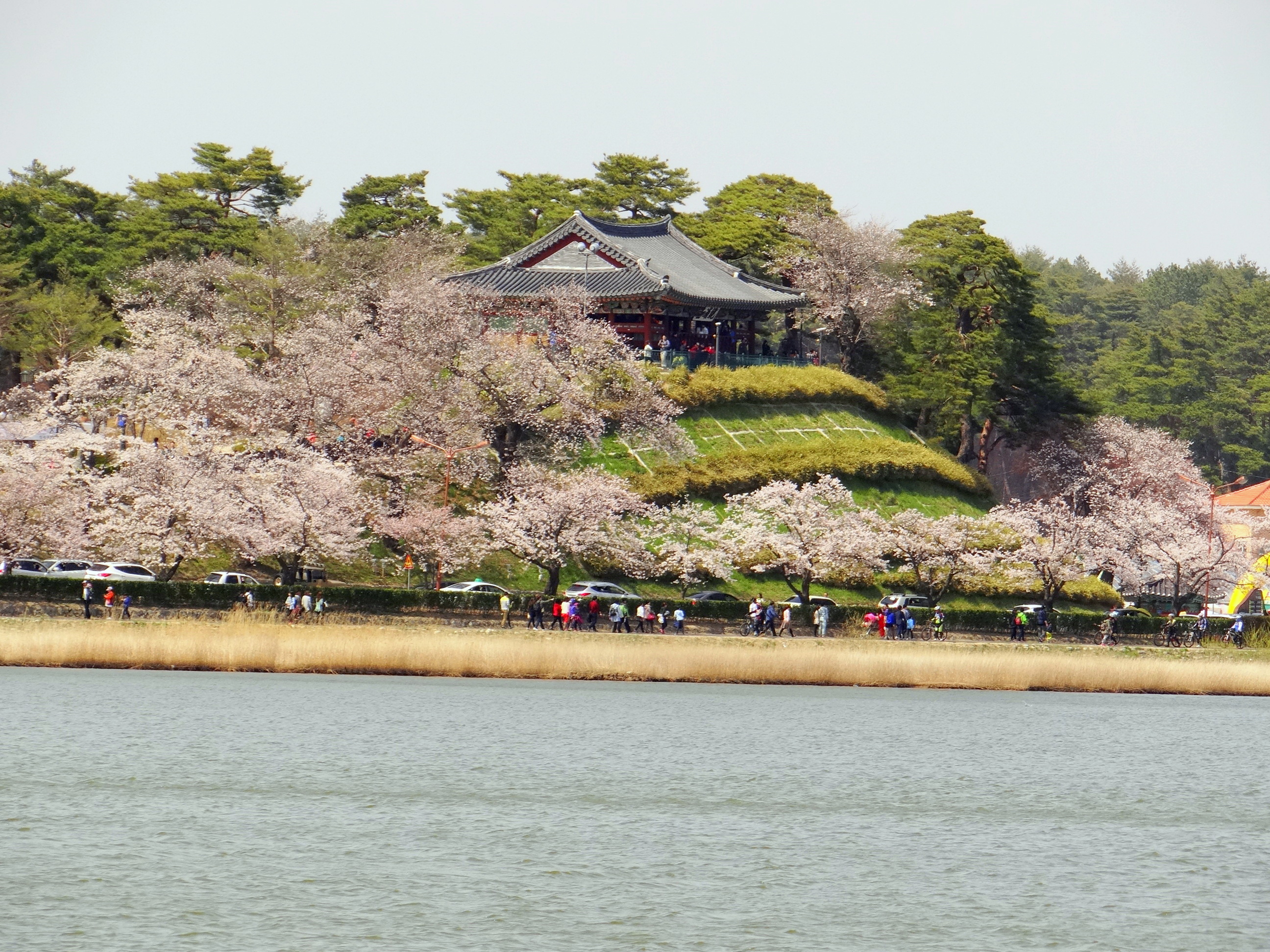 Gyeongpo_Lake_Cherry_Blossoms.JPG