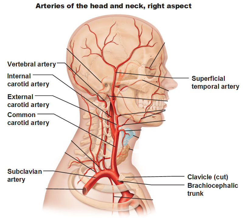 arteries-of-head-and-neck-right-aspect.jpg