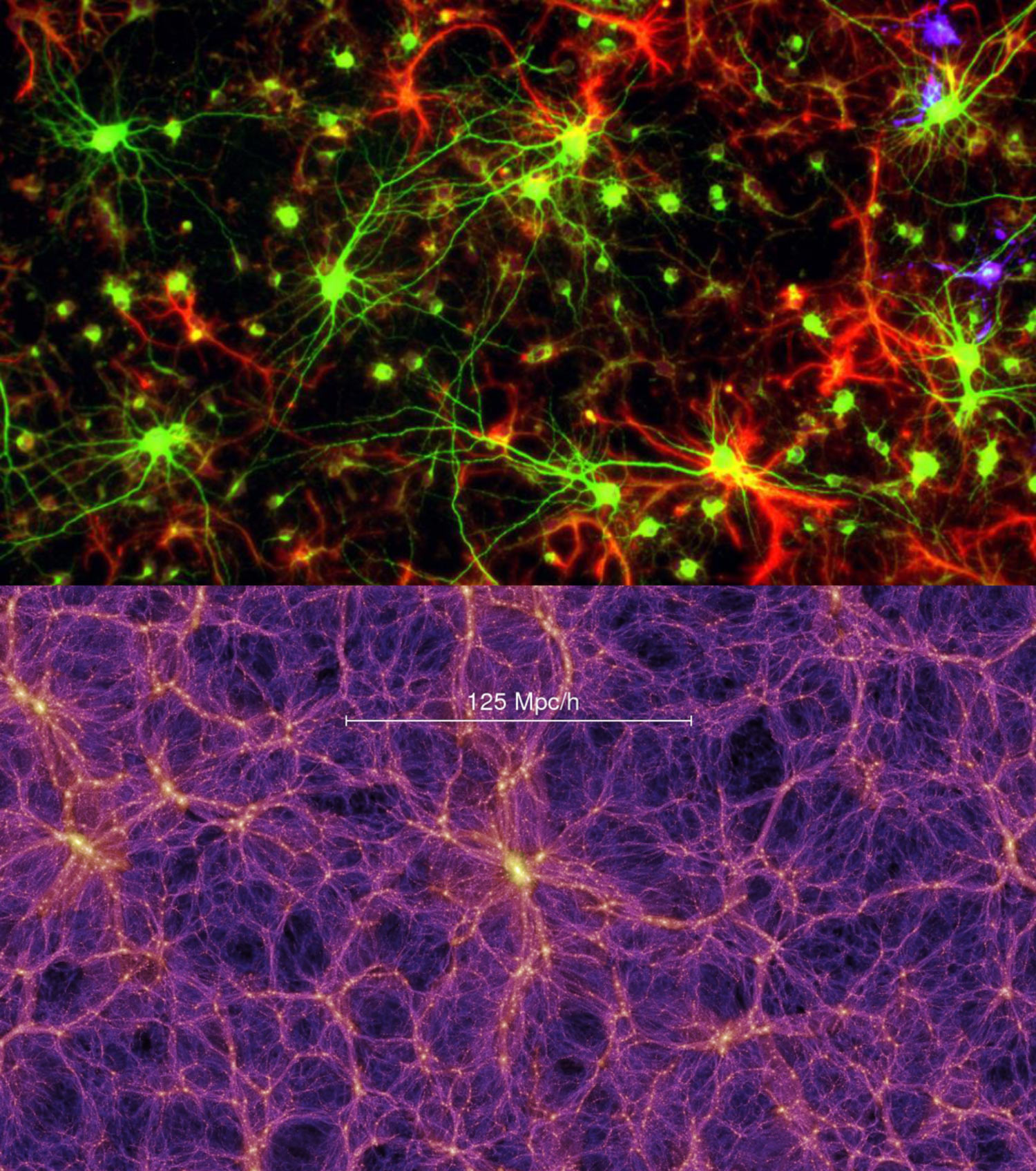 image_9066e-Brain-Universe.jpg