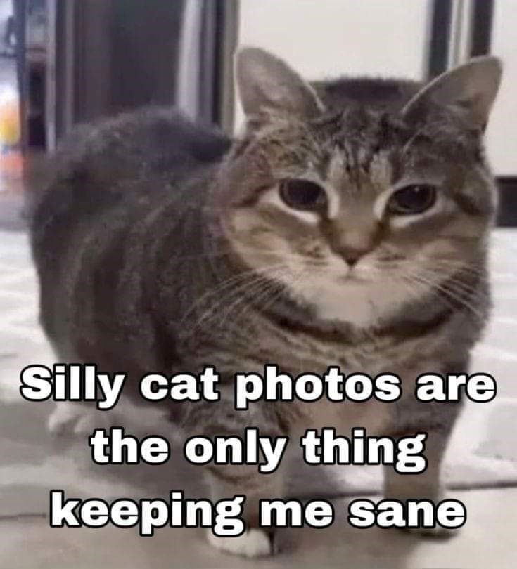 silly-cat-photos-are-only-thing-keeping-sane