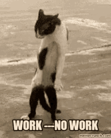 funny-animals-funny-cat.gif