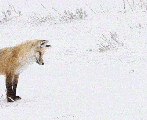 27e6fb64668650f044172165aa800583.gif